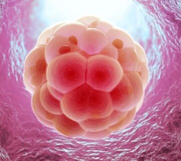 الأسبوع الأول من الحمل