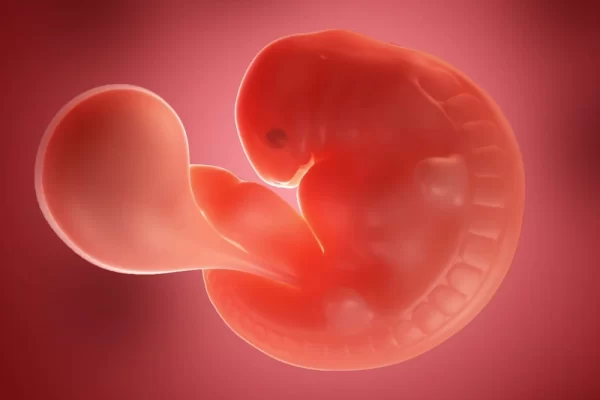 الأسبوع الخامس من الحمل