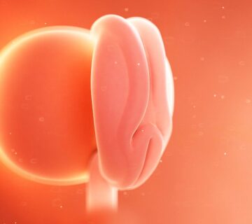 الأسبوع الرابع من الحمل