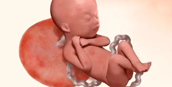 الأسبوع 23 من الحمل