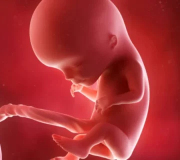 الأسبوع الثاني عشر من الحمل