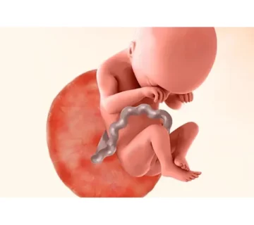 الأسبوع التاسع عشر من الحمل