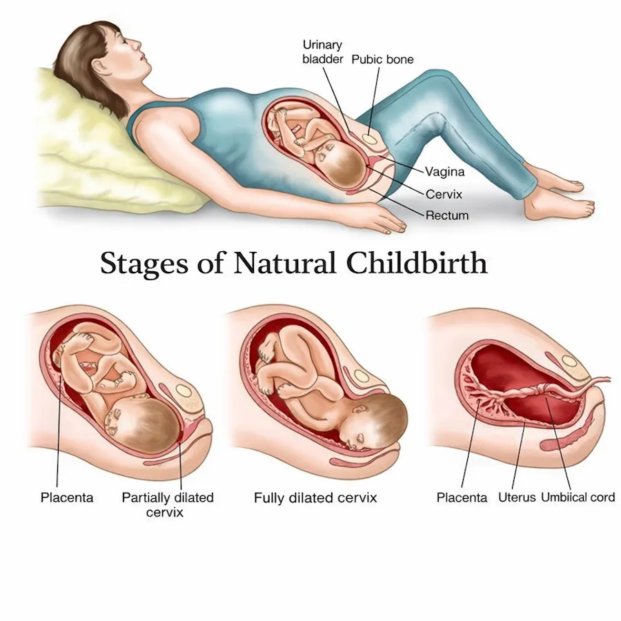 مراحل الولادة الطبيعية