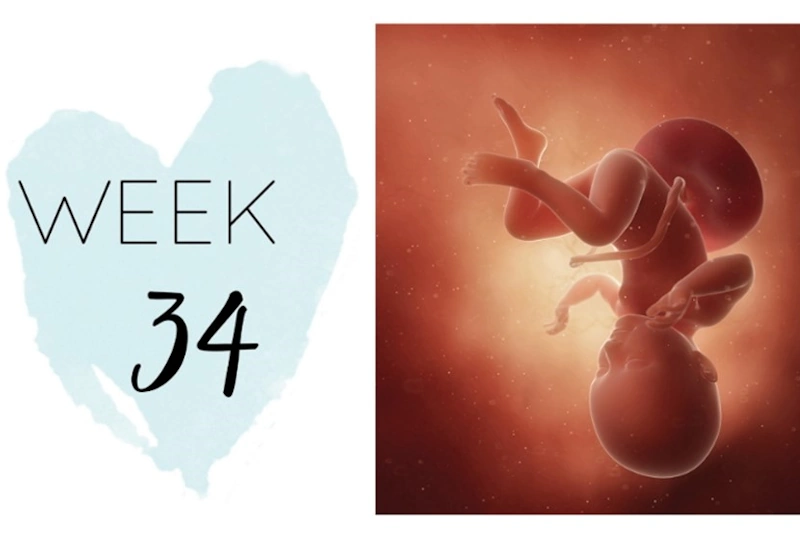 الأسبوع الرابع والثلاثون من الحمل