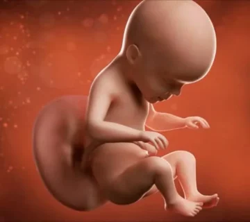 الأسبوع السادس والعشرون من الحمل