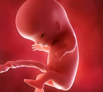 293546396 H 1024x700 1 360x320