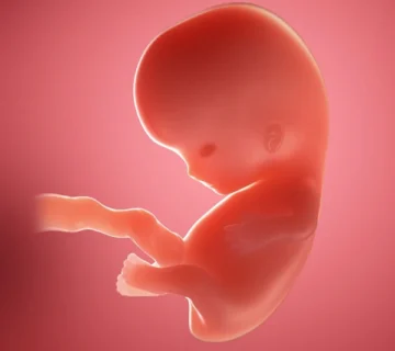 Eighth Week of Pregnancy