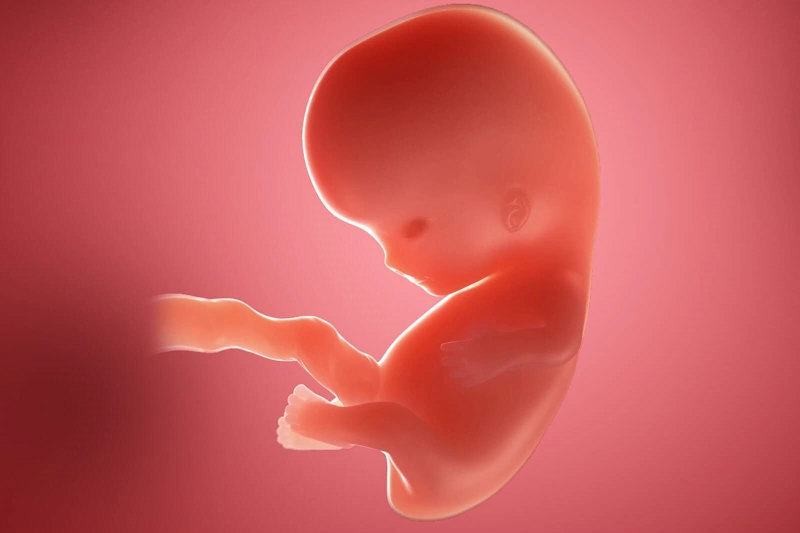 Eighth Week of Pregnancy