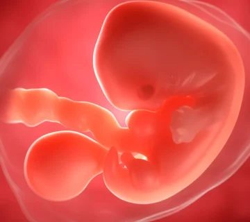 Sixth week of pregnancy