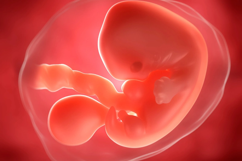 Sixth week of pregnancy