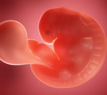 Fifth weeks of pregnancy