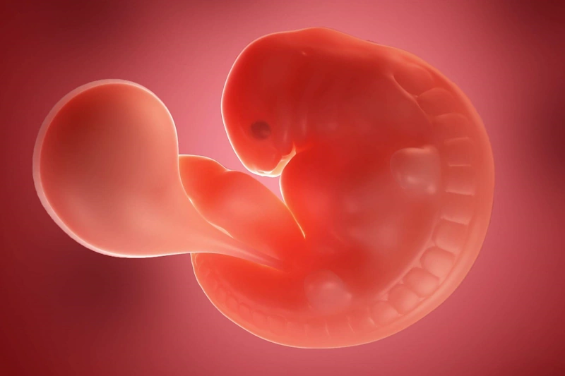 Fifth weeks of pregnancy