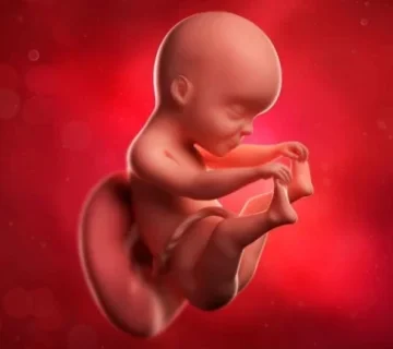 Week 14 of pregnancy