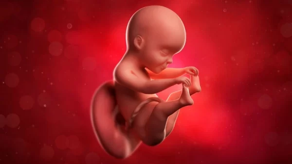 Week 14 of pregnancy