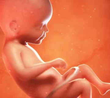 Week 22 of pregnancy