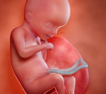 Week 18 of pregnancy