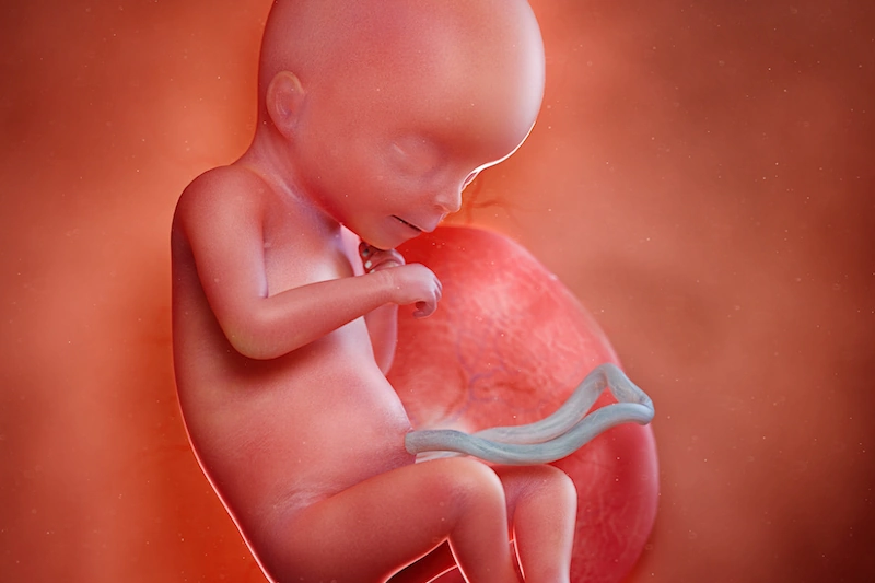 Week 18 of pregnancy