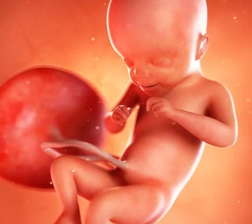 Week 21 of Pregnancy