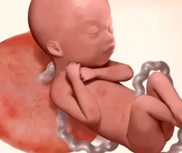 Week 23 of pregnancy