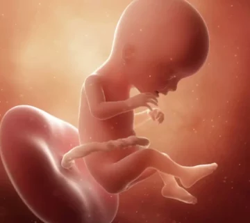 Week 17 of pregnancy