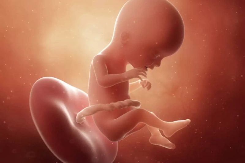 Week 17 of pregnancy