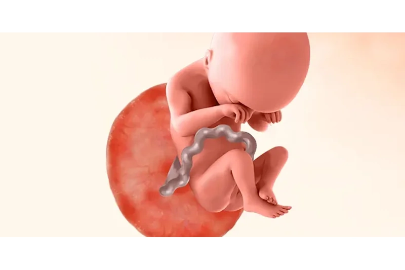 Week 19 of pregnancy