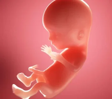 Week 15 of pregnancy