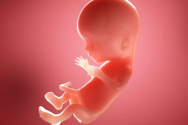 Week 15 of pregnancy