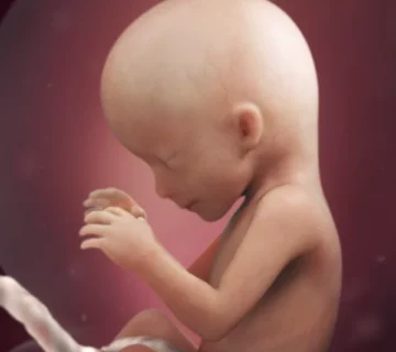 16th week of pregnancy