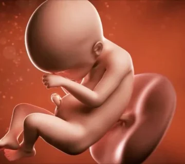 Week 24 of pregnancy