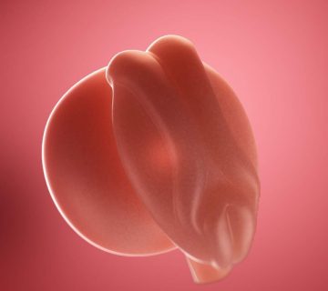 هفته سوم بارداری