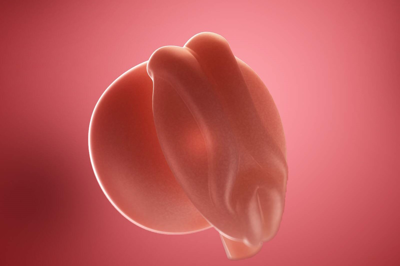 هفته سوم بارداری