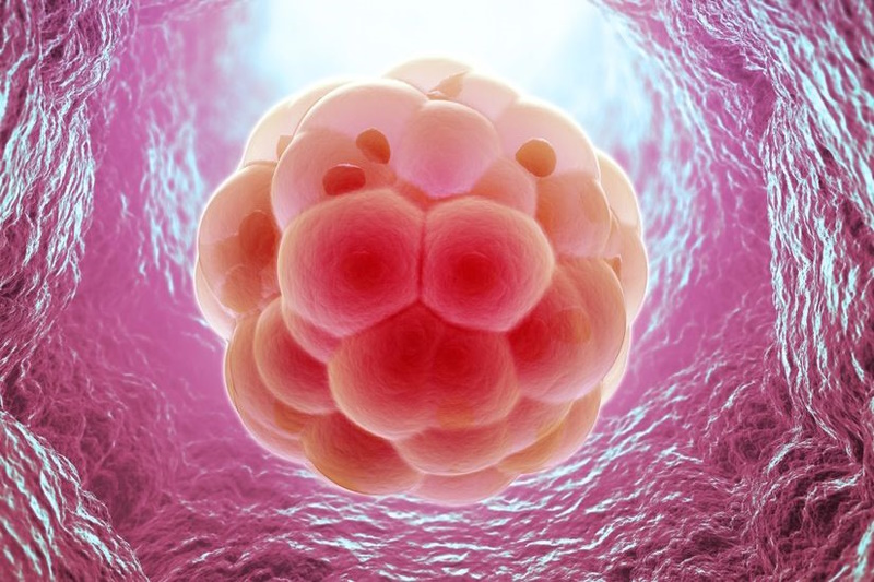 هفته اول و دوم بارداری