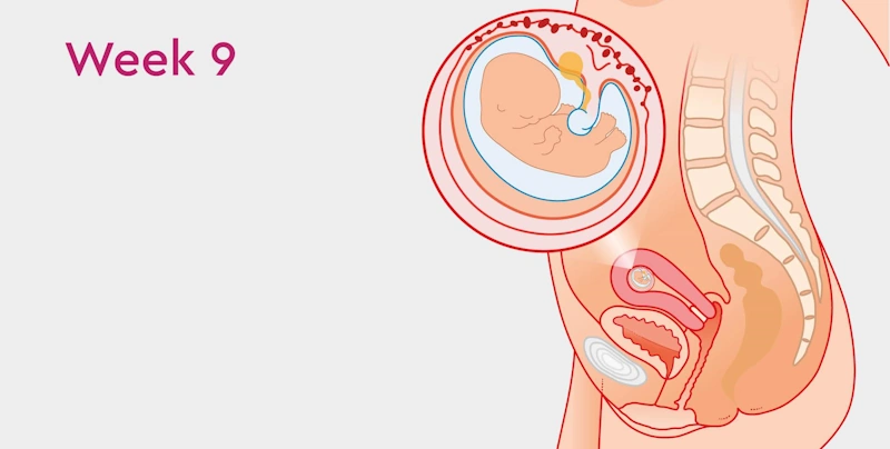 بدن شما در هفته نهم حاملگی