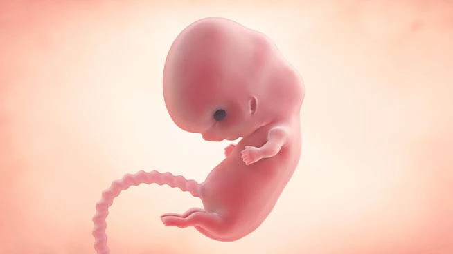 هفته هفتم بارداری