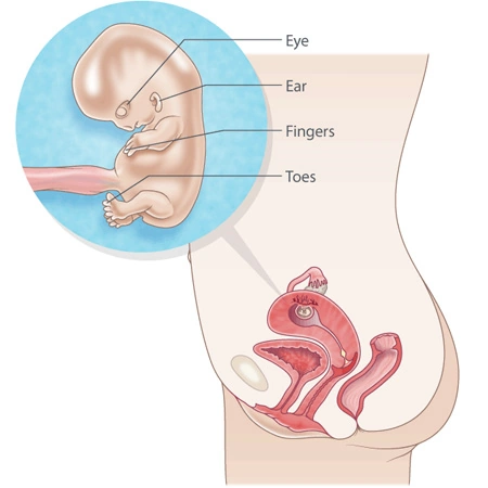 اتفاقات درون بدنتان در هفته دهم بارداری
