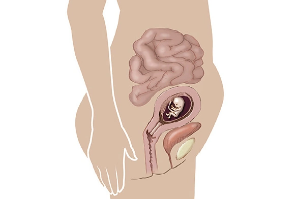 تغییرات ظاهری در هفته یازدهم بارداری