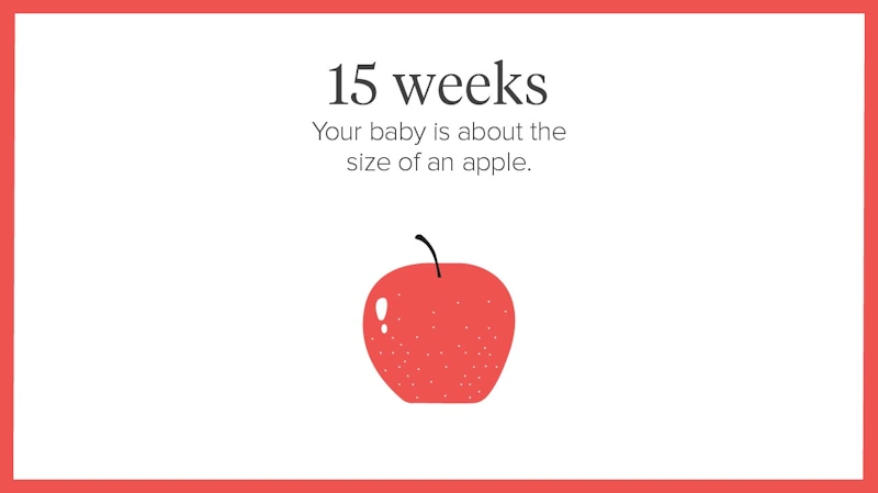 👶 نمو الجنين في الأسبوع الخامس عشر من الحمل