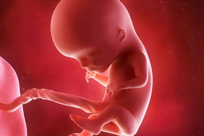 هفته دوازدهم بارداری