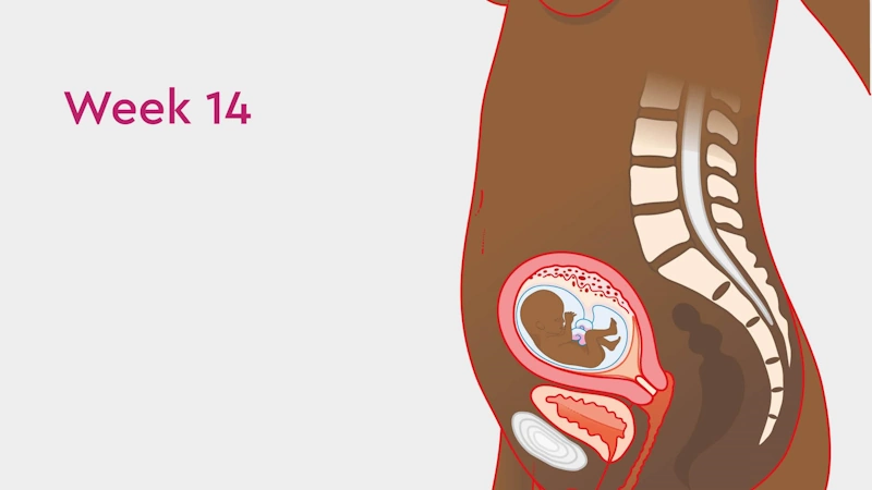 🤰 تغییرات بدن مادر در هفته چهاردهم بارداری