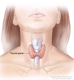 غده تیروئید و تأثیر آن در دوران بارداری