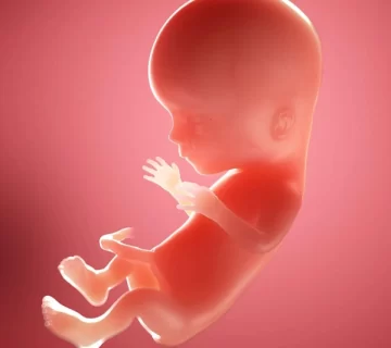 هفته پانزدهم بارداری