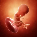 هفته هفدهم بارداری | تغییرات بدن مادر و رشد جنین 👶