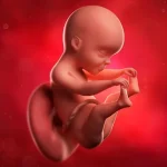 هفته چهاردهم بارداری | تغییرات بدن مادر، رشد جنین و تغذیه مناسب