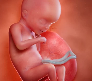 هفته هجدهم بارداری