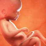هفته ۲۲ بارداری | علائم مهم مادر، رشد جنین، حرکات، سونوگرافی و مراقبت‌ها