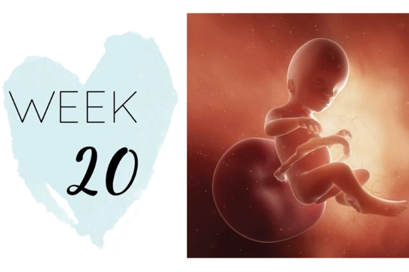 رشد و تغییرات جنین در هفته بیستم بارداری