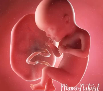 هفته بیست و هفتم بارداری