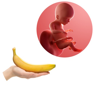 اندازه جنین در هفته بیستم بارداری