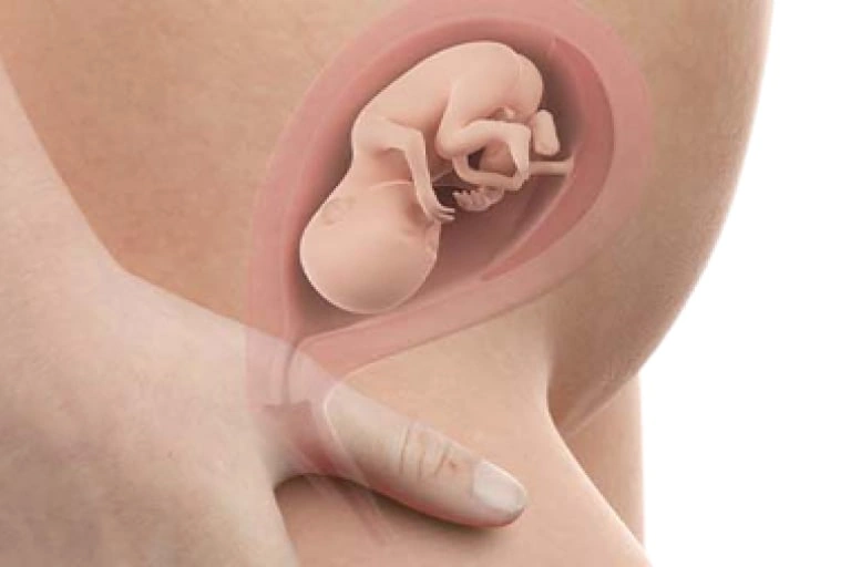 اتفاقات شگفتانگیز درون رحم در هفته نوزدهم بارداری